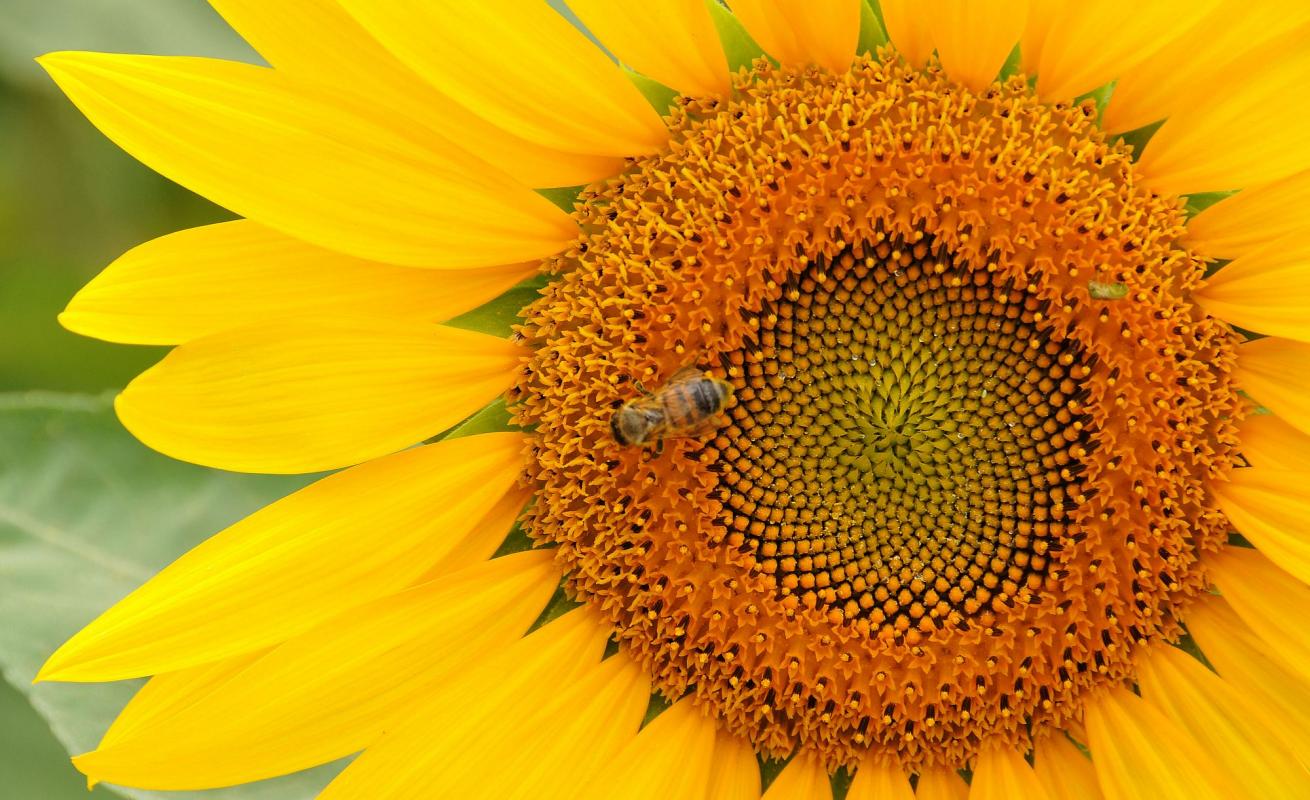 Girasole foto di Dall'Acquila Fabrizio