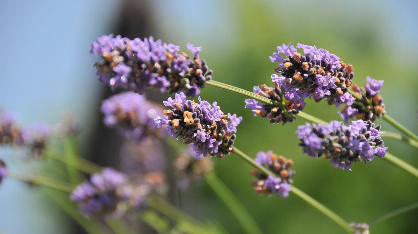 Lavanda foto di Dall'Acquila Fabrizio