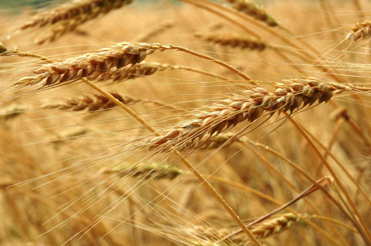 spiga di grano foto di Dall'Acquila Fabrizio