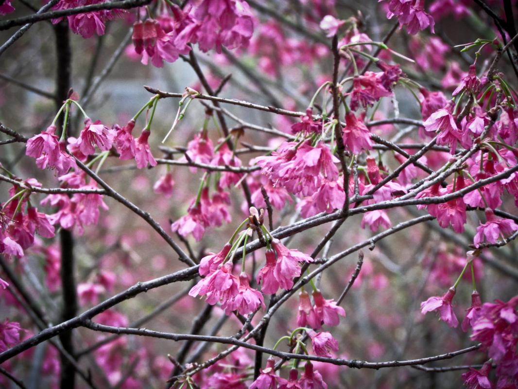 flower tree spring nature life foto di Royalty Free Database